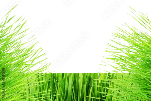 Green wheat grass isolated on white background with space for text