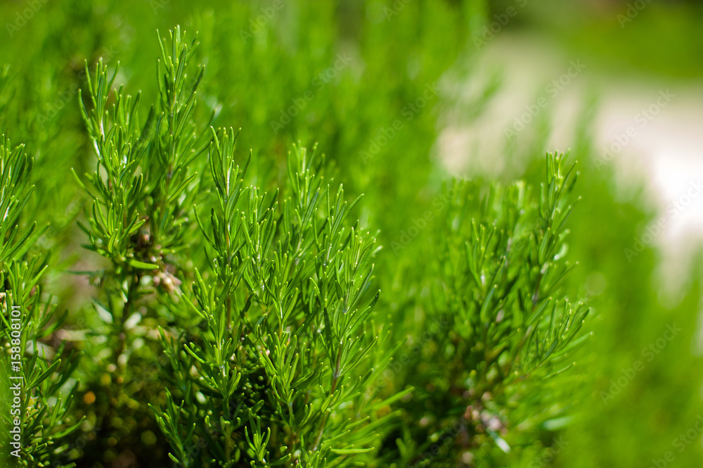 young Rosemary herb plant