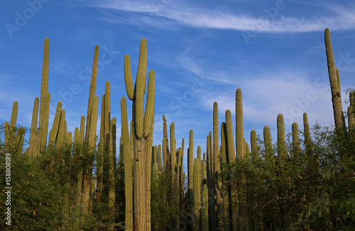 Cactus Forest in Mexico photo