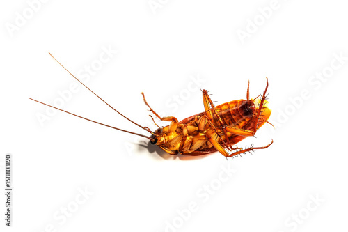 Cockroach on white background © Yutthana