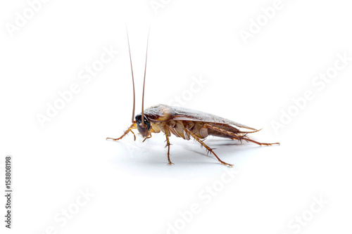 Cockroach on white background