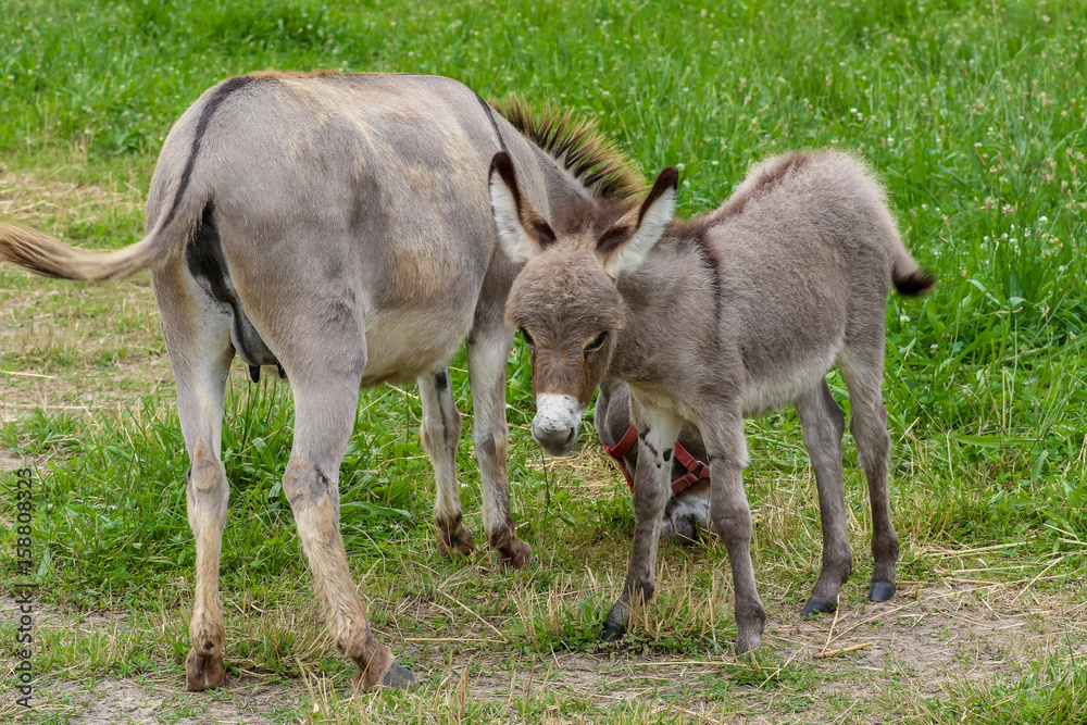 Young Donkey