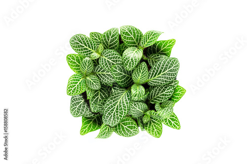 Top view of small plant pot on white background.