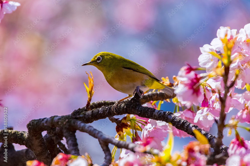 Fototapeta premium The Japanese White-eye.The background is cherry blossoms. Located in Tokyo Prefecture Japan.