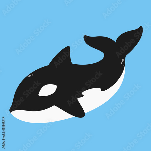killer whale, orca vector illustration on blue background.
