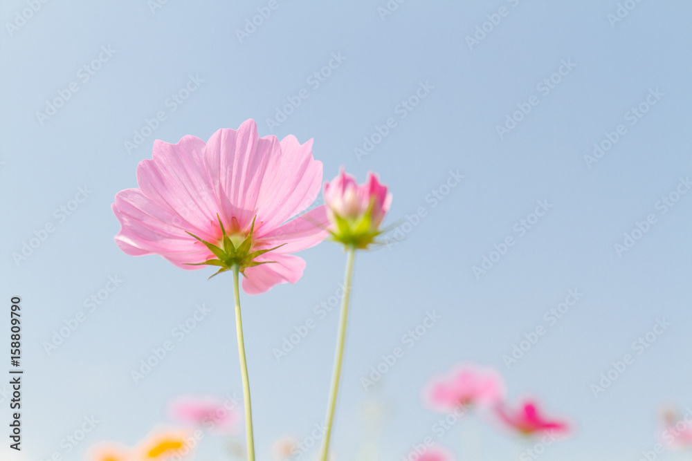 Cosmos beauty flowers