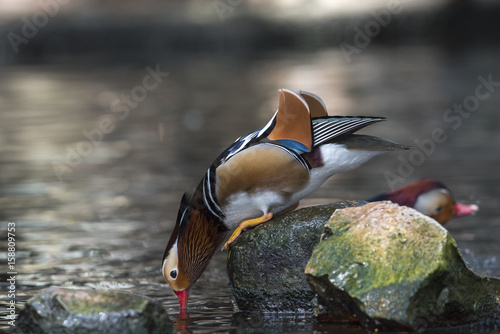 Photography Mandarin duck drinking water