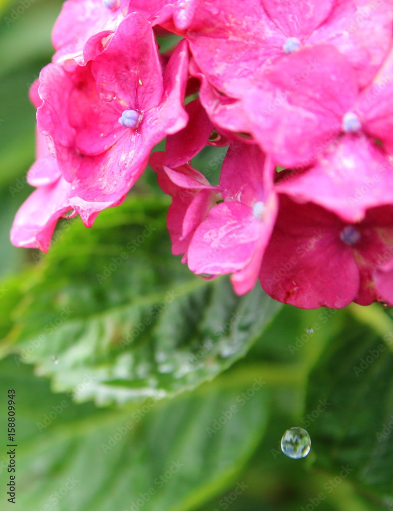 Obraz premium 雨の中のアジサイ