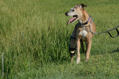 Older boxer mixed breed boxer dog with white face hair and coat wearing orthotic brace device out for a walk on a hot summer day