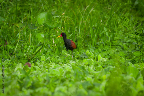 Beautiful bird walking over the aquatic floating plants in Limoncocha National Park in the Amazon rainforest in Ecuador photo