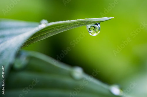 Dew drop reflecting bright green plant