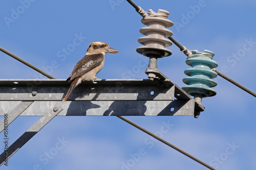 Laughing Kookaburra, largest kingfisher bird in brown perching on electricity cable pole in Tasmania, Australia photo