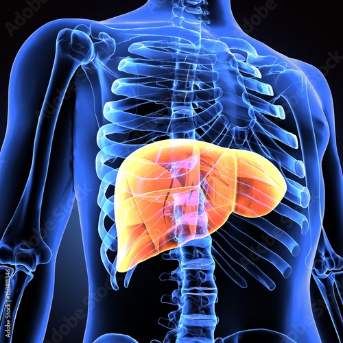 3d illustration human body liver photo