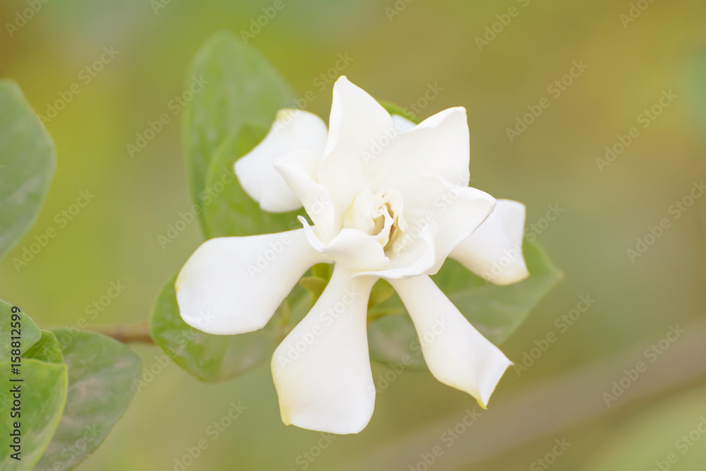 Obraz premium The flowers are beautiful and refreshing. Its beautiful