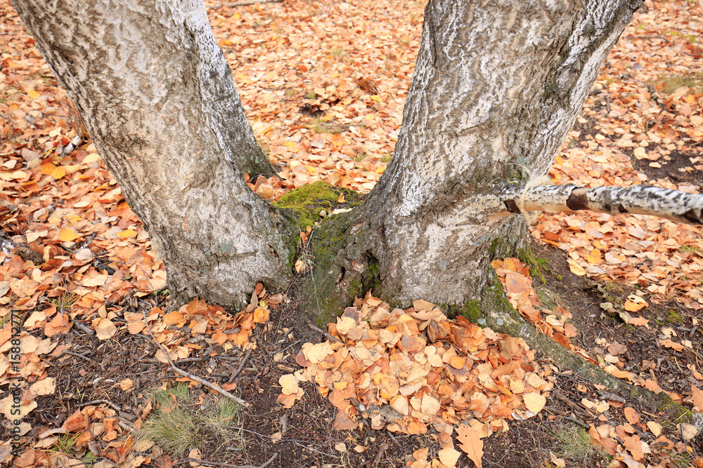 The autumn birch trees and leaves The autumn birch trees and leaves