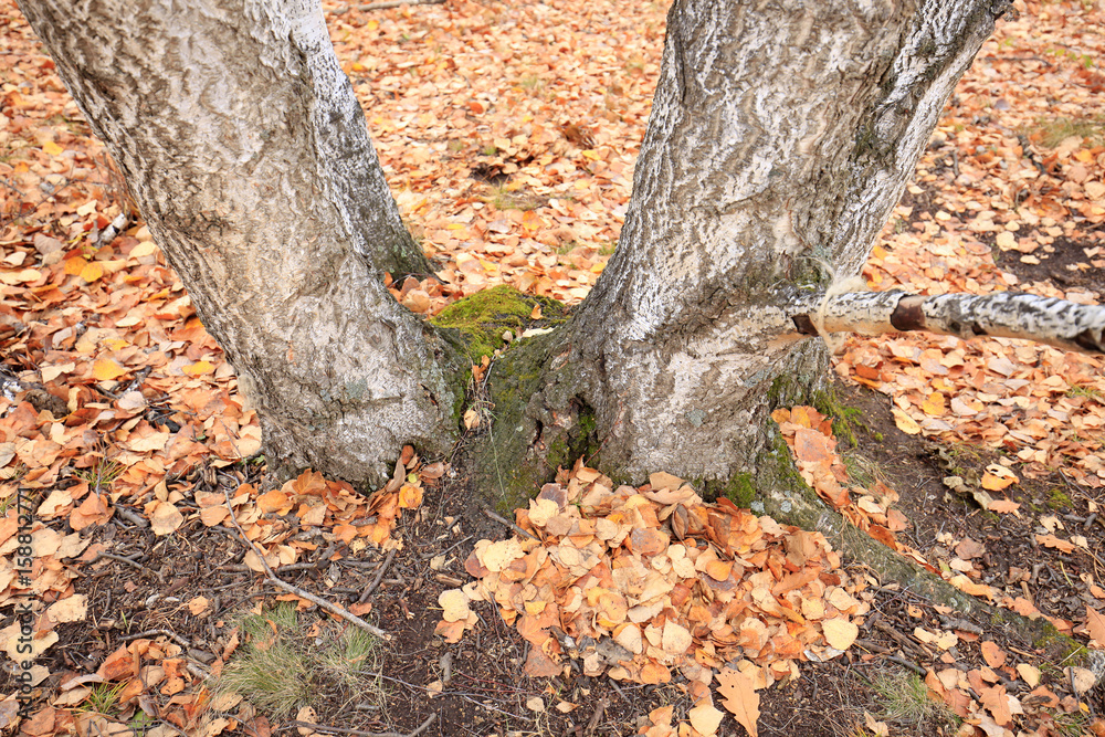 The autumn birch trees and leaves