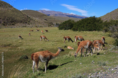 Guanacos in Torres del Paine National Park  Patagonia  Chile