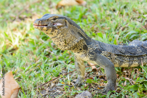 Varanus salvator eating frog in the park.