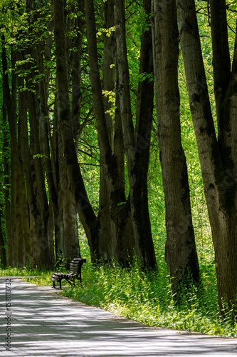 footpath in city park with wooden bench under old trees. spring park landscape.