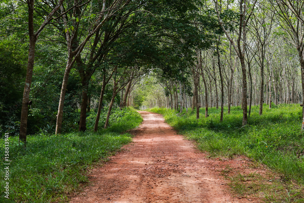 Rubber plantation lifes, Rubber plantation Background, Rubber trees in Thailand