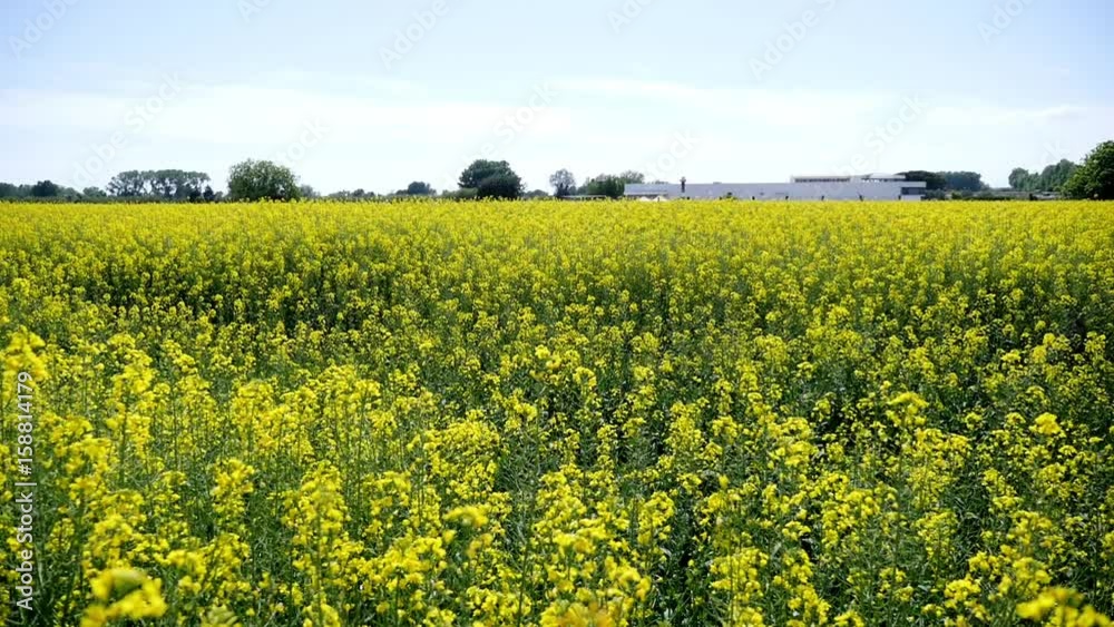 Yellow canola flowers field in Spain Yellow canola flowers field in Spain