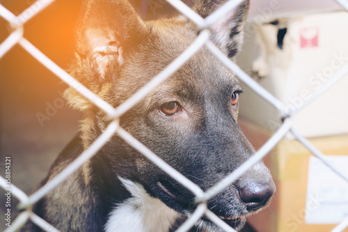 Thai dog in the jail, Sad looking dog behind the fence looking out through the wire of his cage, Boarding home for dogs.