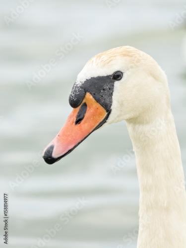 A portrait of a white swan 