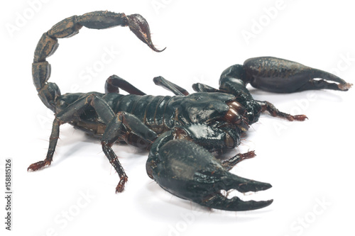 Big black Scorpion isolate on white background
