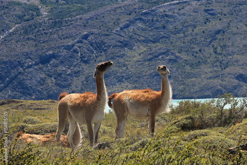 Guanacos in Torres del Paine National Park  Patagonia  Chile