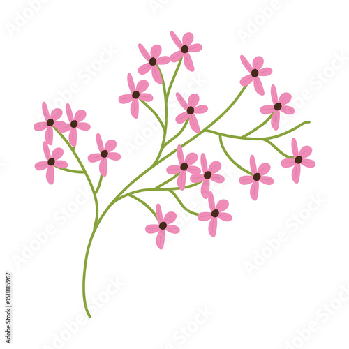 stem with beautiful flowers icon over white background colorful design vector illustration