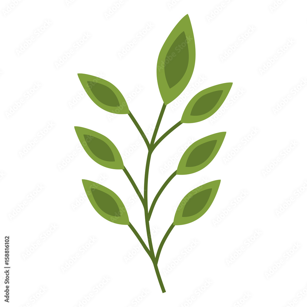 Fototapeta premium stem with leaves icon over white background colorful design vector illustration