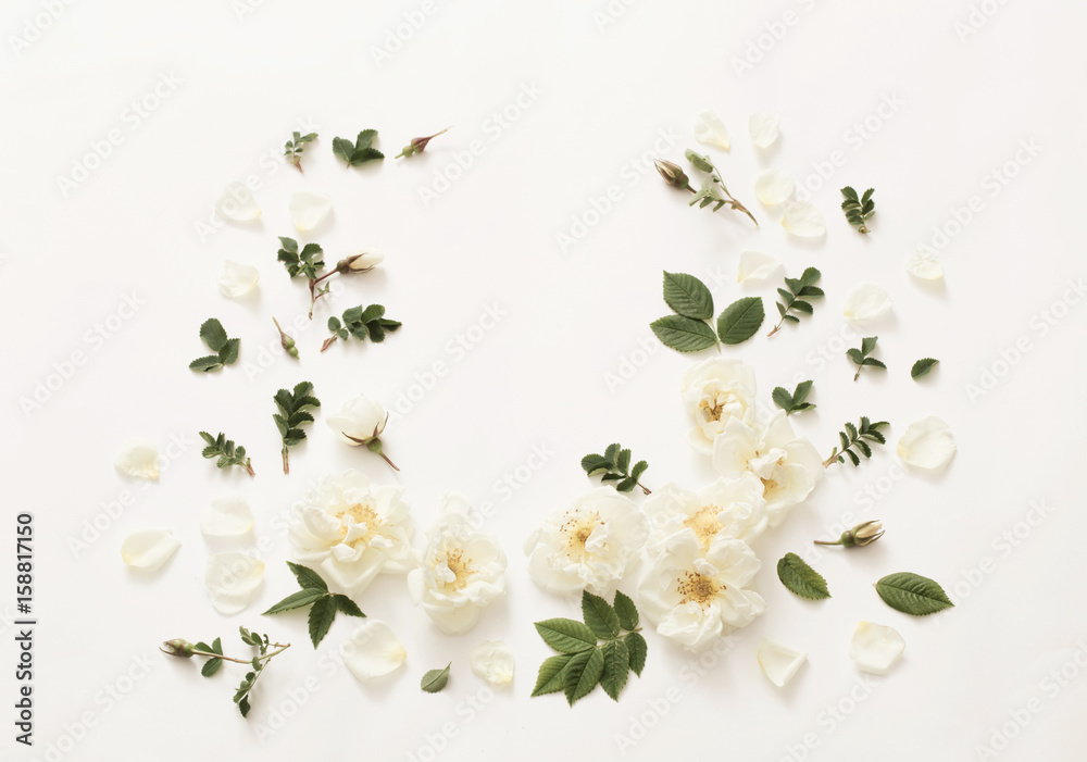 Obraz premium roses on white background