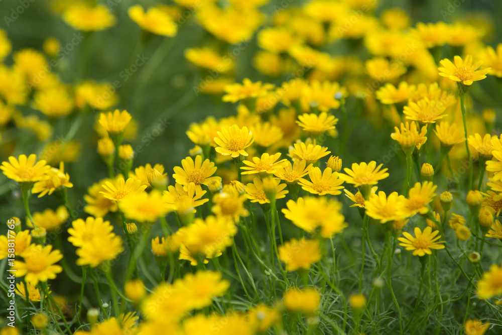 Daisy flowers - yellow flowers