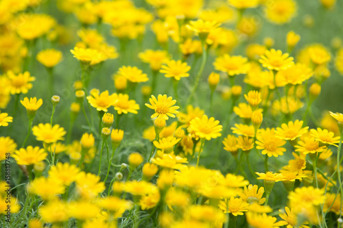 Daisy flowers - yellow flowers