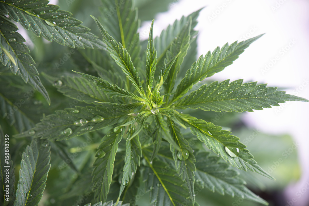 Cannabis plant with fresh green leaves and water drops isolated Cannabis plant with fresh green leaves and water drops isolated