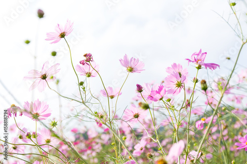 Pink daisy field