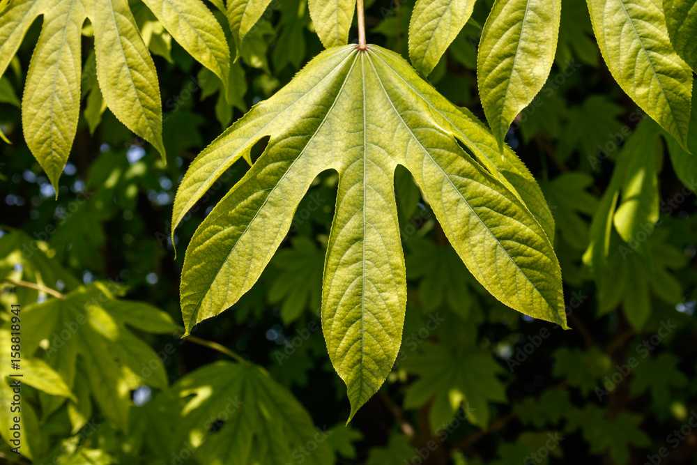 Obraz premium leaf