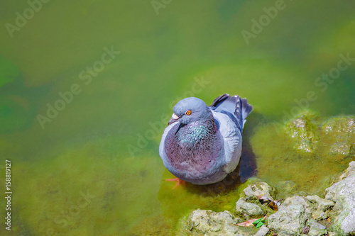Fototapeta Naklejka Na Ścianę i Meble -  pigeon bathe in clear water near the shore of the lake