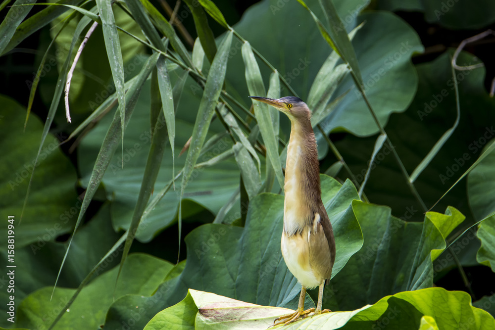 bird