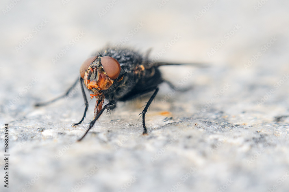 Fly on gray granite slab. Shallow depth of field background with insect Fly on gray granite slab. Shallow depth of field background with insect
