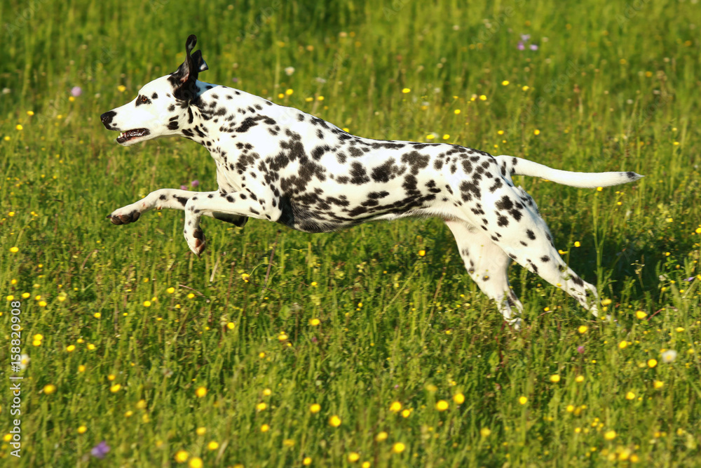 Dalmatiner Hund rennt seitlich auf grüner Sommerwiese