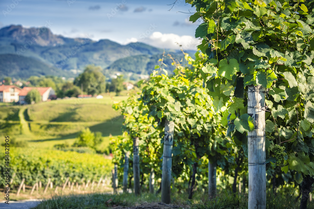 Vineyard countryside on the hills, Spain. Shallow depth of field