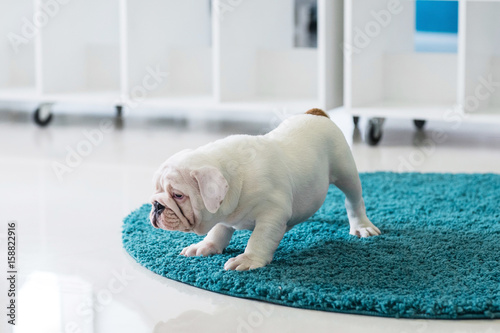 English bulldog puppy sitting on carpet