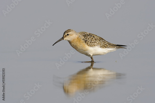 Curlew Sandpiper Calidris ferruginea standing in shallow water - natural background photo