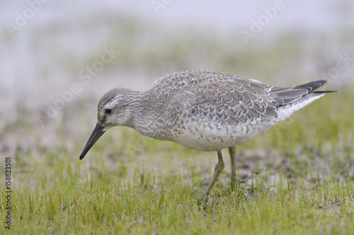 Knot Calidris canutus in winter greyish plumage green wet meadow background, autumn migration photo