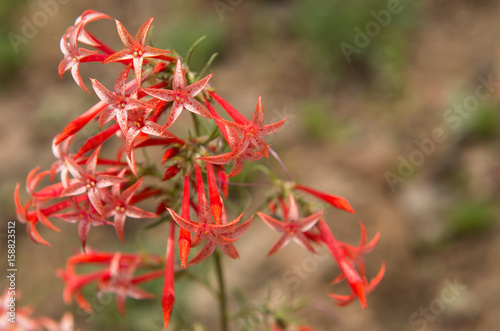 Scarlet Gilia or Skyrocket (Ipomopsis aggregata) flowers close up