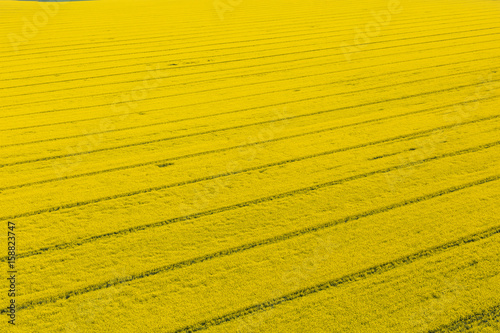 aerial view of the yellow harvest fields
