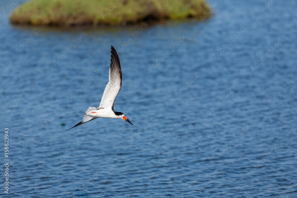 Black Skimmer (Rynchops niger) 010 Black Skimmer (Rynchops niger) 010