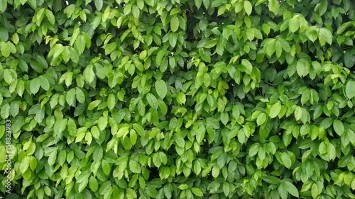 Wallpaper Mural Background motion green leaf on the natural abundance in spring. Torontodigital.ca