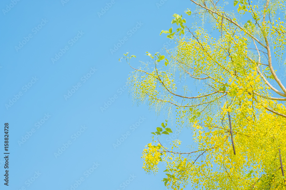 Flower of golden shower or cassia fistula on blue sky in Thailand Flower of golden shower or cassia fistula on blue sky in Thailand
